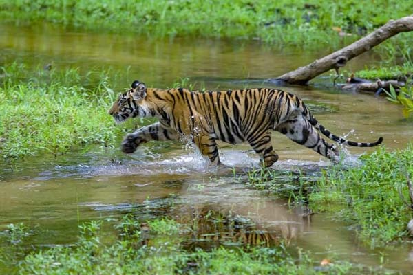 Bandhavgarh National Park