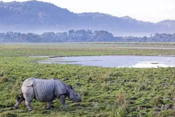 Kaziranga-National-Park