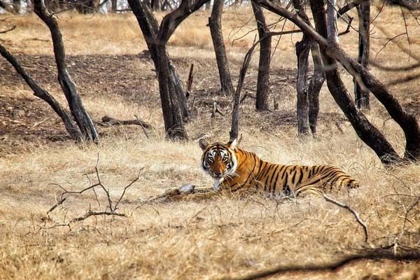 Ranthambore National-Park