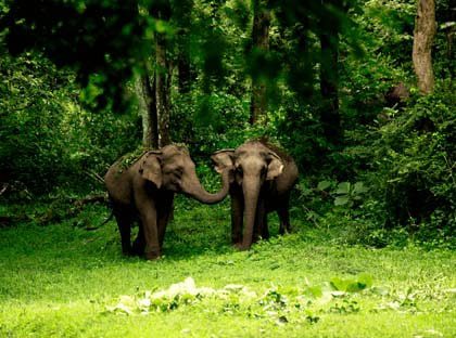 kochi wildlife